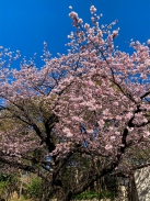 上野公園の桜の開花が始まりました